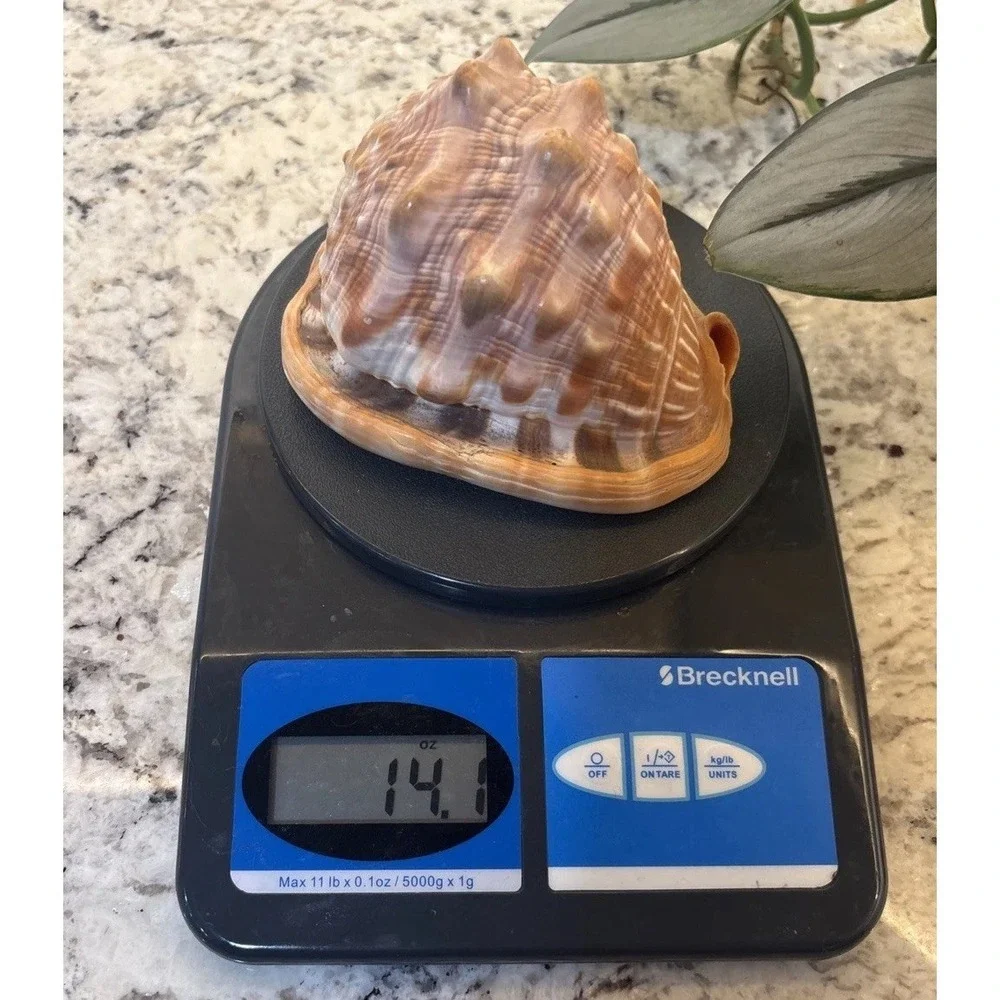 Natural Bullmouth Helmet Bull's Mouth Conch Shell Cypraecassis Rufa Tank‎ Decor